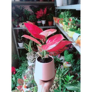 Chậu Cây Vạn Lộc Hồng