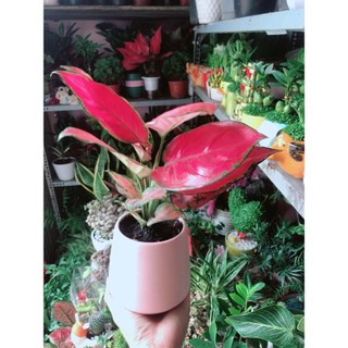Chậu Cây Vạn Lộc Hồng