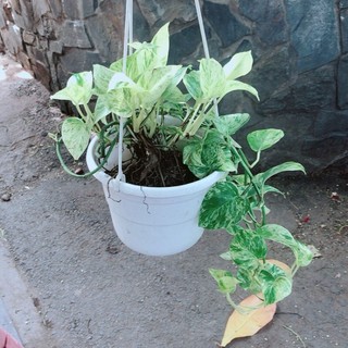 Trầu Bà Sữa Leo