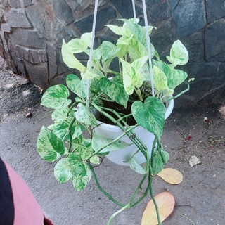 Trầu Bà Sữa Leo