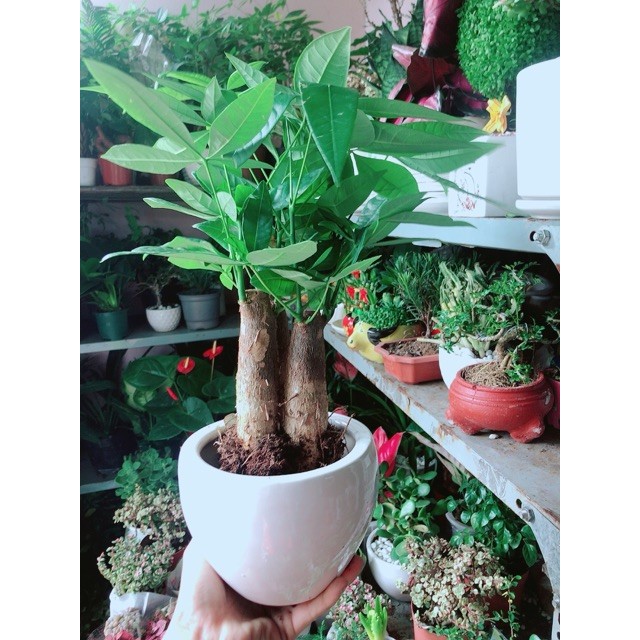 Chậu Cây Kim Ngân 3 Thân