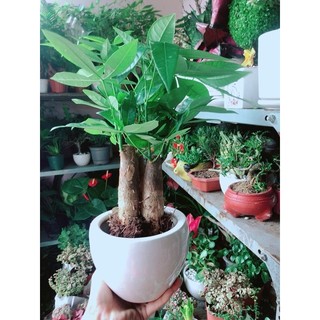 Chậu Cây Kim Ngân 3 Thân