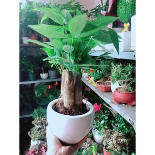 Chậu Cây Kim Ngân 3 Thân