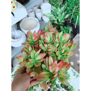 Bụi tứ phương lớn