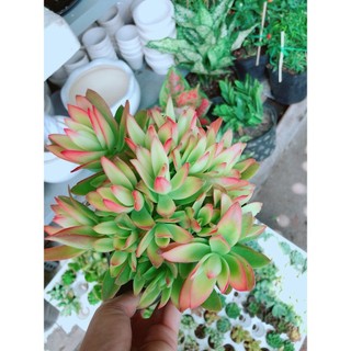 Bụi tứ phương lớn