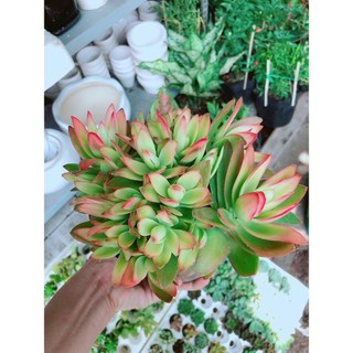 Bụi tứ phương lớn