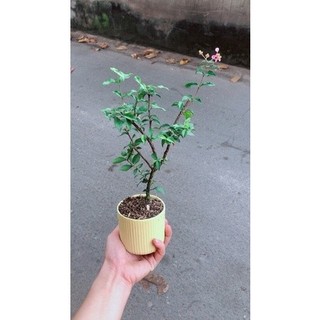 Chậu Cây Hồng Ngọc Mai