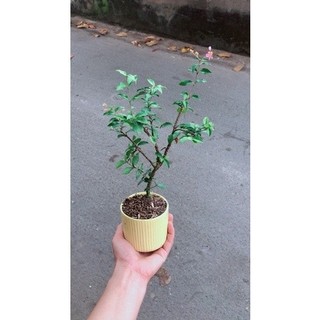 Chậu Cây Hồng Ngọc Mai