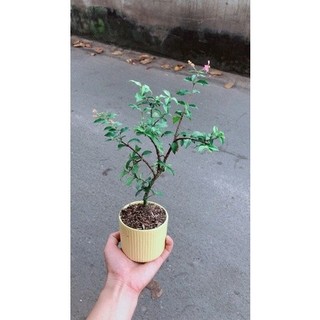 Chậu Cây Hồng Ngọc Mai