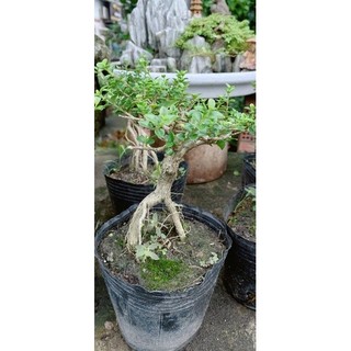 Sam Hương Bonsai