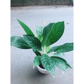 Chậu Bạch Mã Hoàng Tử 70-80cm