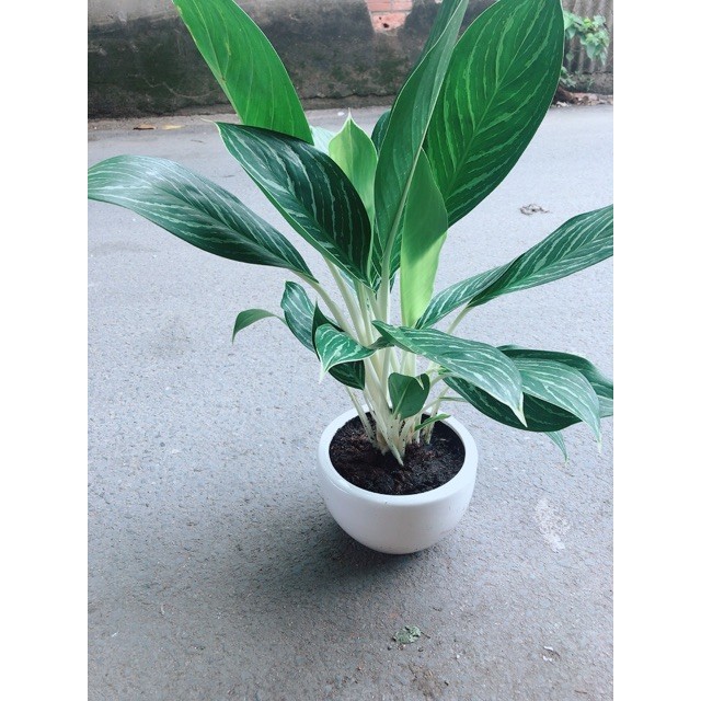 Chậu Bạch Mã Hoàng Tử 70-80cm