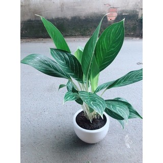 Chậu Bạch Mã Hoàng Tử 70-80cm