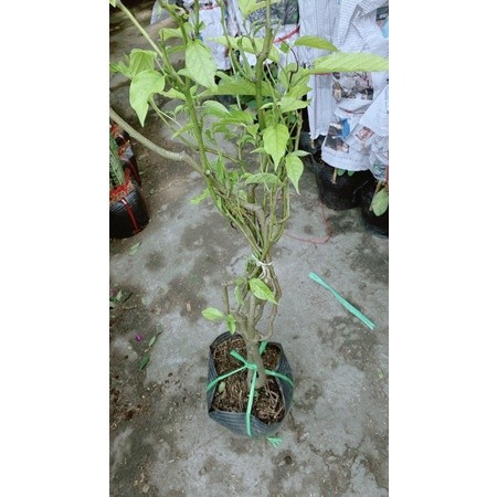 Cây Hoàng Lan(hoa dẻ)