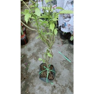 Cây Hoàng Lan(hoa dẻ)