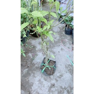 Cây Hoàng Lan(hoa dẻ)