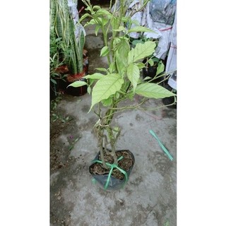 Cây Hoàng Lan(hoa dẻ)