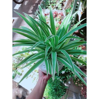 Chậu cây lan chi (Dây Nhện)