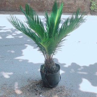 Cây Vạn Tuế