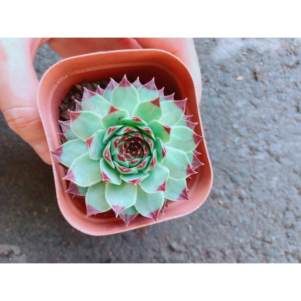 Chậu Phật Bà Viền Đỏ