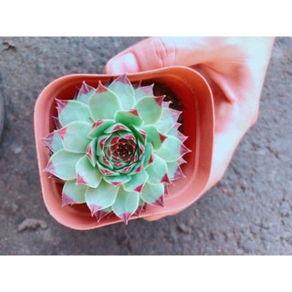 Chậu Phật Bà Viền Đỏ