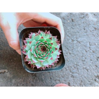 Chậu Phật Bà Viền Đỏ