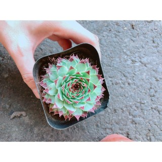 Chậu Phật Bà Viền Đỏ