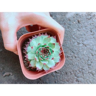 Chậu Phật Bà Viền Đỏ