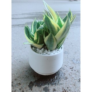 Chậu Lưỡi Hổ Thái Vàng