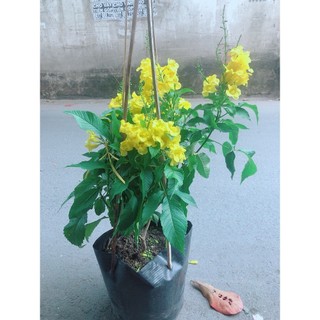Cây Chuông Vàng