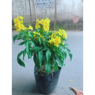 Cây Chuông Vàng