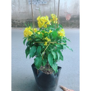 Cây Chuông Vàng