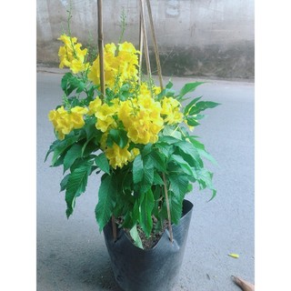 Cây Chuông Vàng