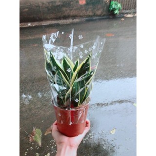 Chậu lưỡi hổ thái size đại
