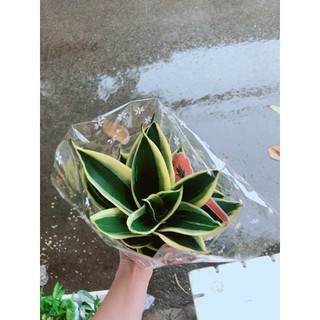 Chậu lưỡi hổ thái size đại