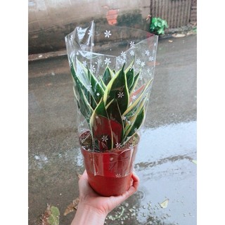 Chậu lưỡi hổ thái size đại