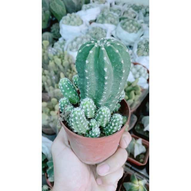 Xương Rồng Bụi Nhỏ