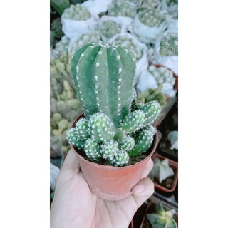 Xương Rồng Bụi Nhỏ