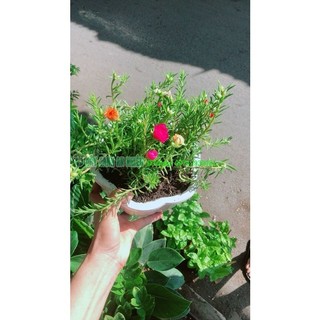 Chậu Hoa Mười Giờ Đẹp