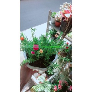 Chậu Hoa Mười Giờ Đẹp