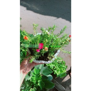 Chậu Hoa Mười Giờ Đẹp