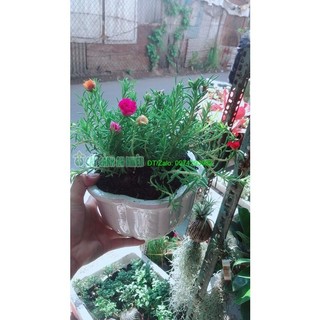 Chậu Hoa Mười Giờ Đẹp