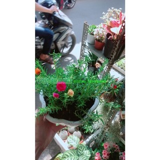 Chậu Hoa Mười Giờ Đẹp