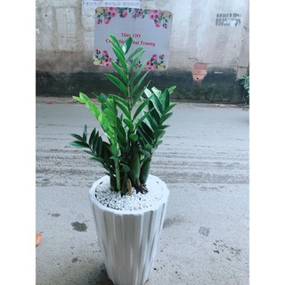 Chậu Cây Kim Phát Tài (Chỉ giao hoả tốc)