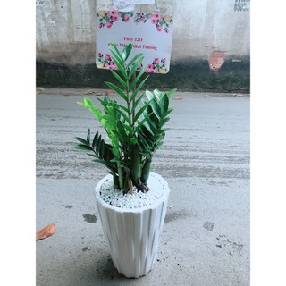 Chậu Cây Kim Phát Tài (Chỉ giao hoả tốc)