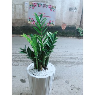 Chậu Cây Kim Phát Tài (Chỉ giao hoả tốc)
