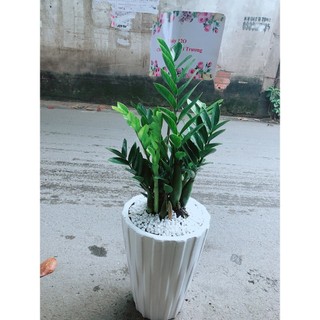 Chậu Cây Kim Phát Tài (Chỉ giao hoả tốc)