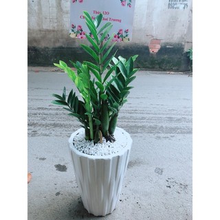 Chậu Cây Kim Phát Tài (Chỉ giao hoả tốc)