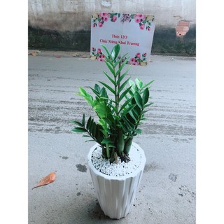 Chậu Cây Kim Phát Tài (Chỉ giao hoả tốc)