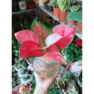 Chậu Cây Vạn Lộc Thuỷ Sinh(kèm chậu thuỷ tinh)